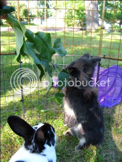 Augustbunnies044.jpg