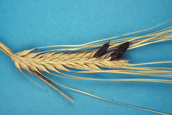 barley_ergot.jpg