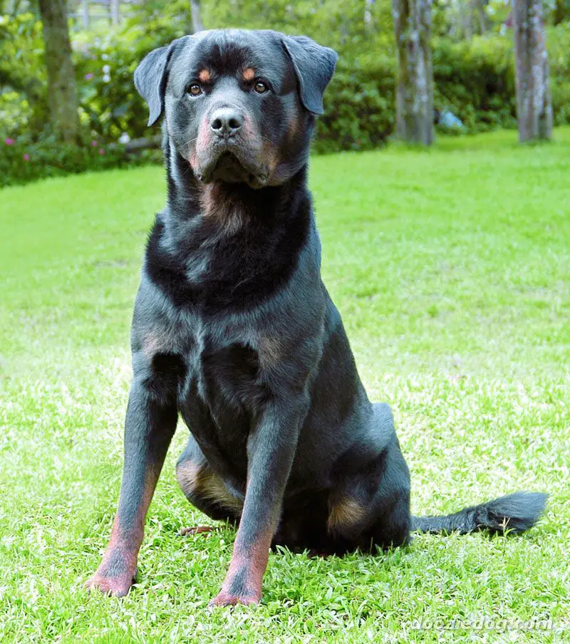 Rottweiler-1.jpg