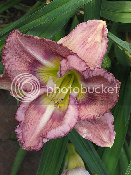 daylily_palace_garden_beauty_01.jpg