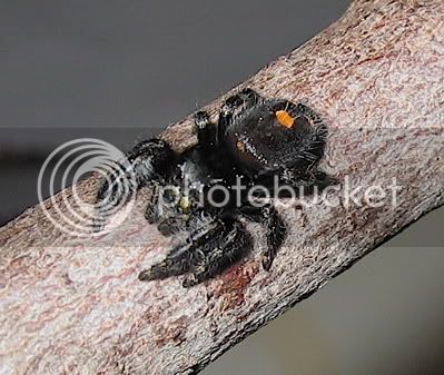 PhidippusAudux2-1.jpg