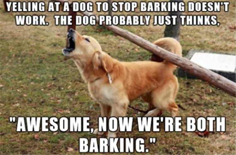 barking2.jpg