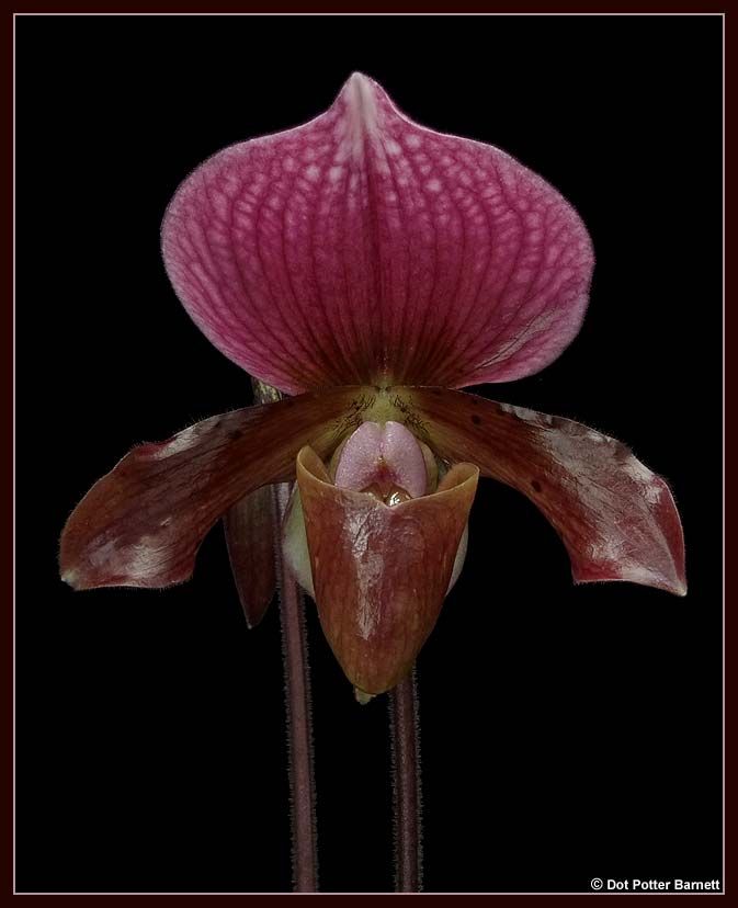 Paph_Unknown-charles-flower_zps31b37616.jpg