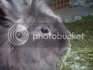 Bunnypictures-Leanne040.jpg