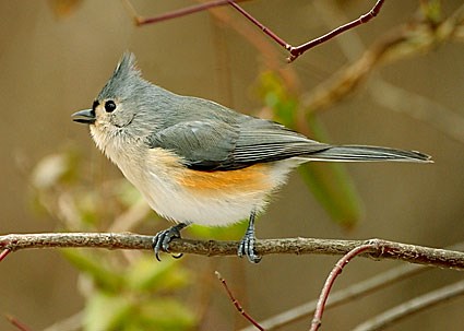 tufted_titmouse_2.jpg