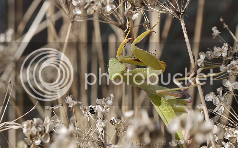 Sphodromantis-BlueFlash.jpg