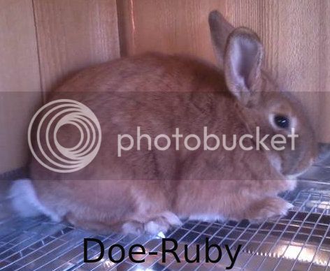 Doe-Ruby-1.jpg