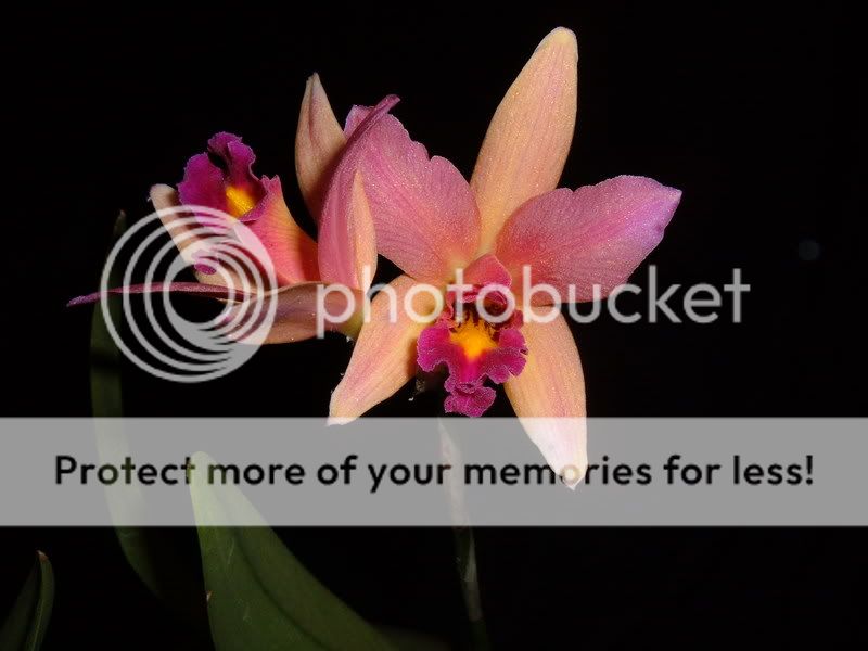 OrchidPictures004.jpg