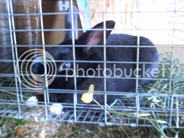 Bunniesandmore048.jpg