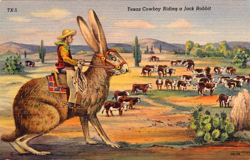 curt-teich-cowboy-riding-jackrabbit-500.jpg