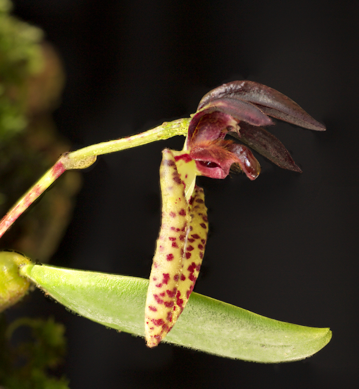 Bulbophyllum%20lasiochilum%2006.jpg