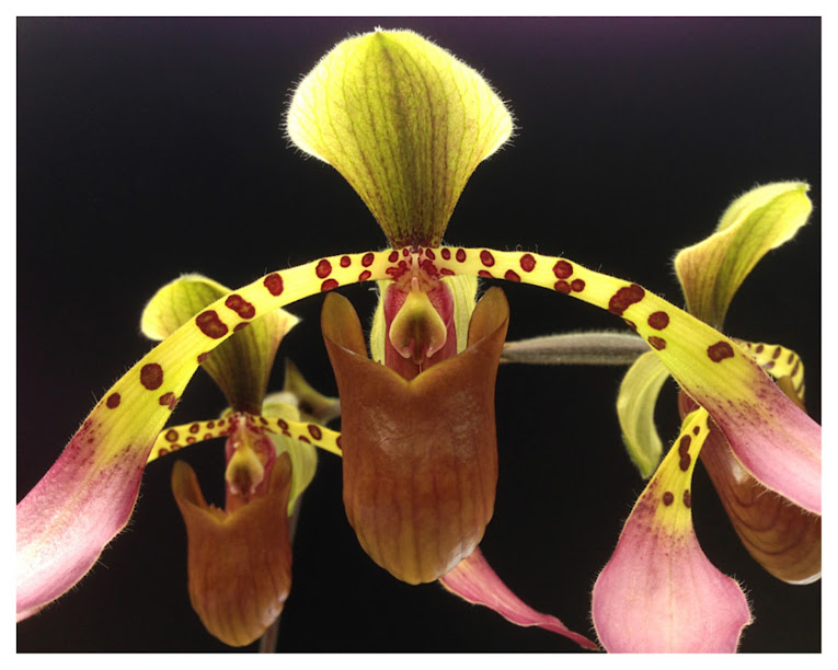 Paph+lowii_2.jpg