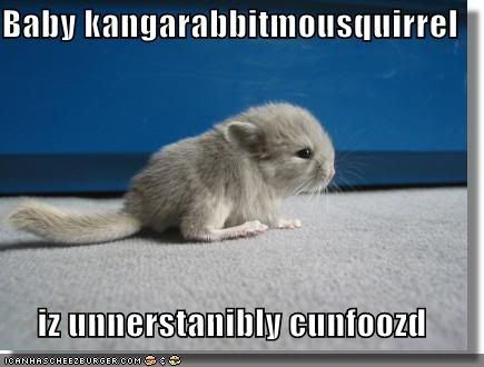 funny-pictures-baby-kangarabbitmous.jpg