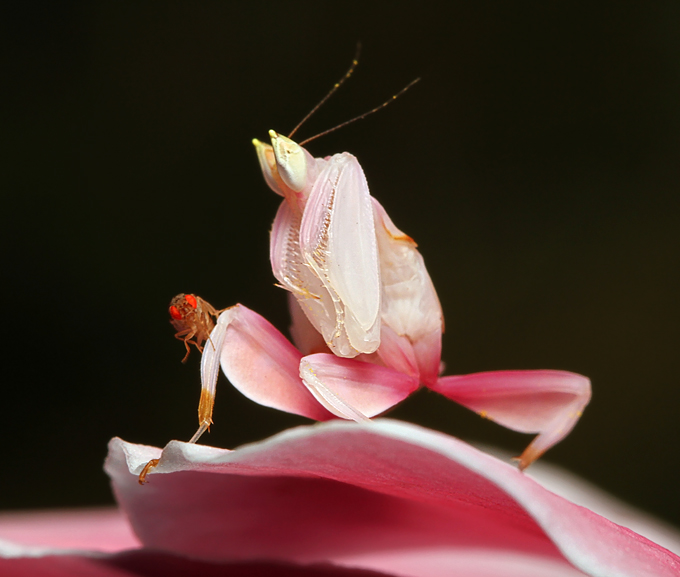 Ignorant-Fruit-Fly-On-Orchid.jpg