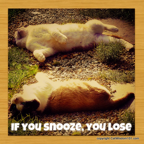 if-you-snooze-you-lose-quote-cute-cat-001.jpg