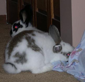 bunnies2%20004.jpg
