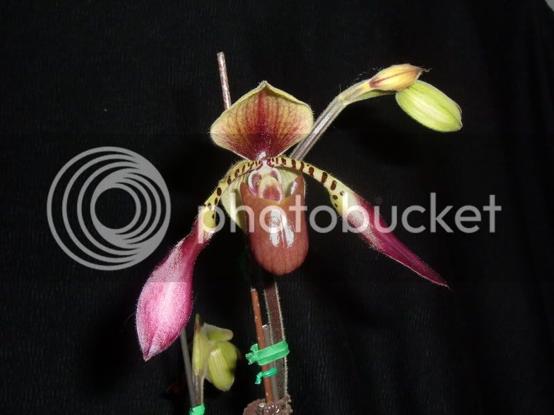 Orchids08004-4.jpg