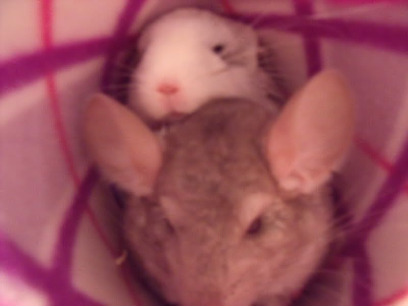 Chinchillas047.jpg