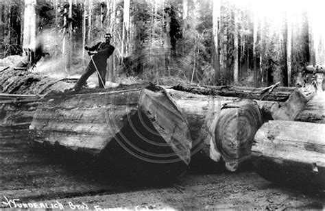 The Old Photo Guy | Historical Logging | Rolling a big Redwood log