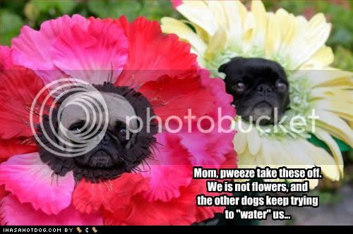 funny-dog-pictures-dogs-water.jpg