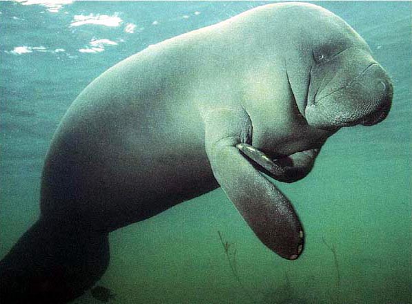 manateeb.jpg