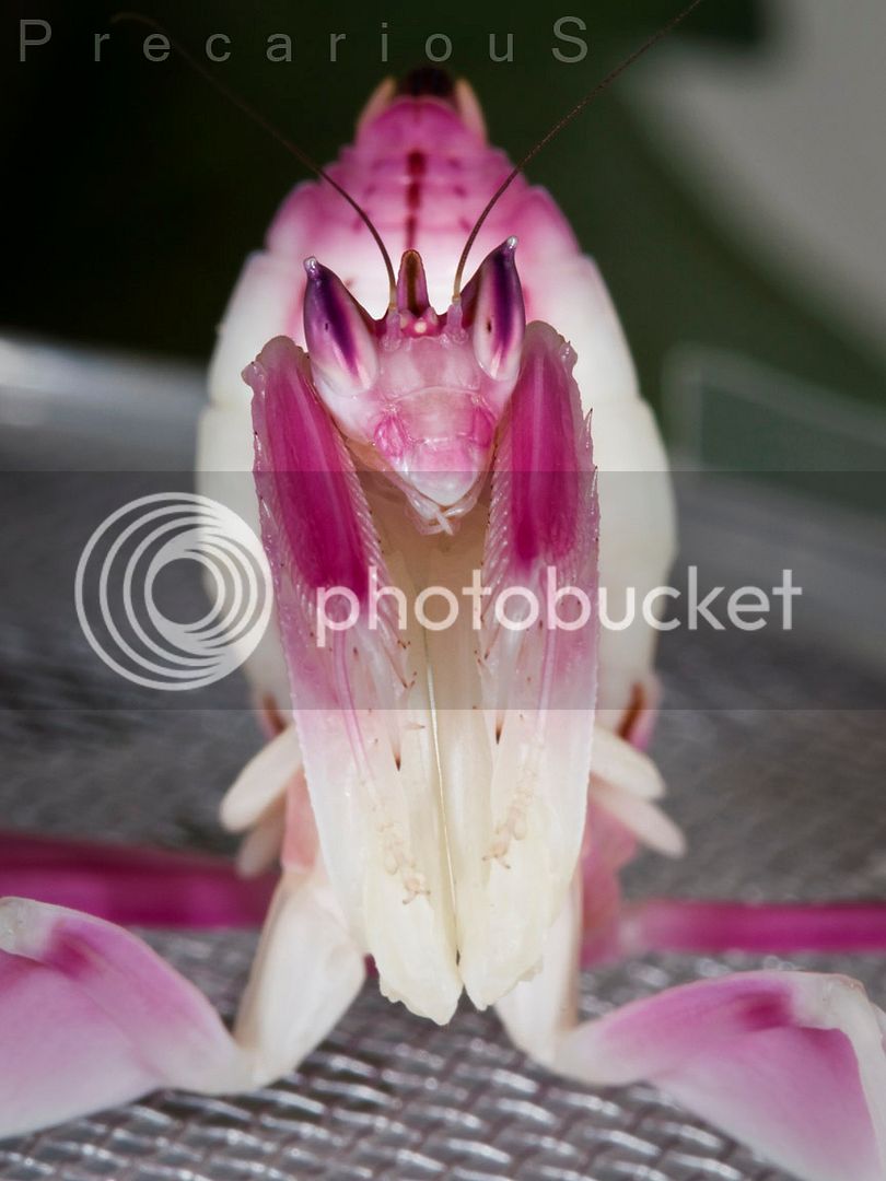 Orchidsub-f_7930-sm.jpg