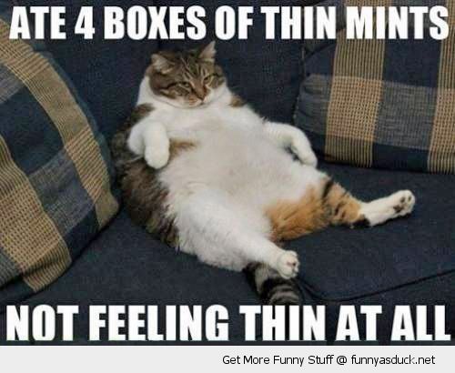 funny-fat-cat-couch-sofa-4-boxes-thin-mints-pics.jpg