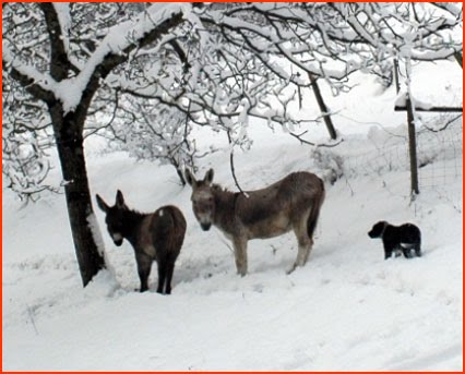 snow_donkeys.jpg