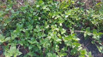 Florida pusley (Richardia scabra) can be a troublesome turfgrass weed.