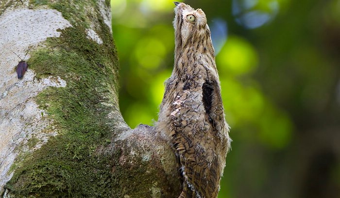 Great-Potoo-Bird.jpg