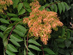 250px-Ailanthus-altissima.jpg