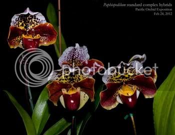 Paph_red_complex_small.jpg
