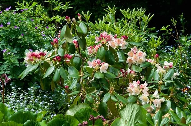 Rhododendroncasanova2_web.jpg