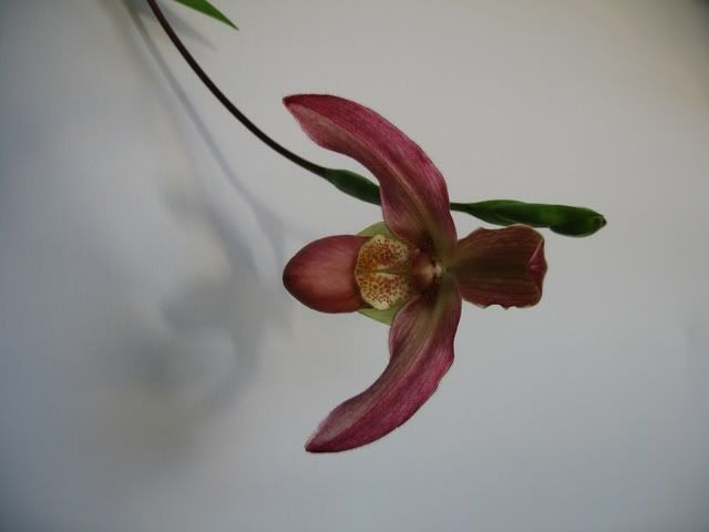 Orchids004.jpg