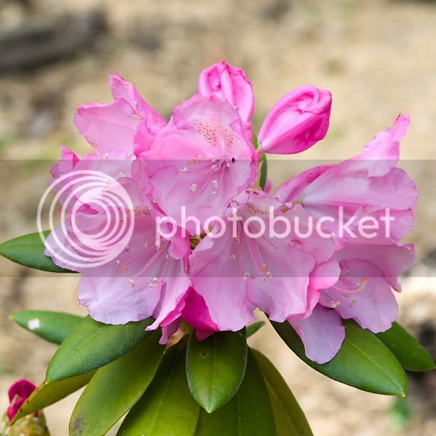 RhododendronHachmansPolaris_web.jpg
