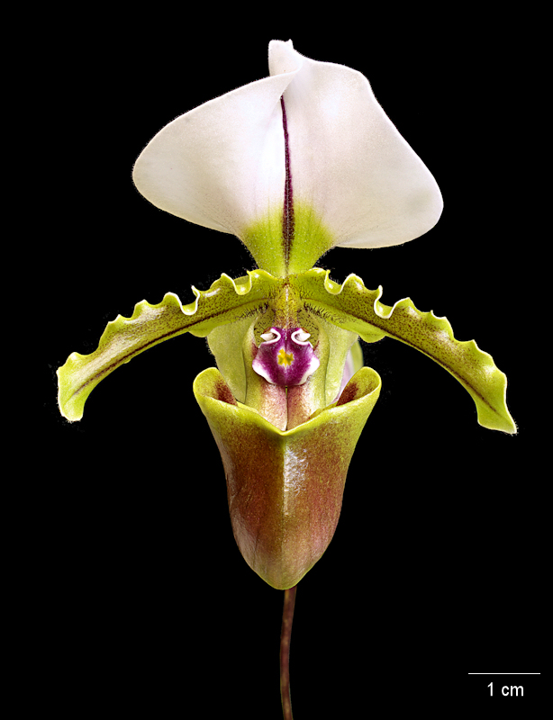 Paphiopedilum spicerianum 05.jpg