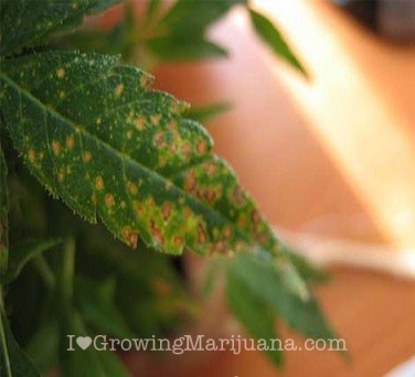 calcium deficiencies in cannabis plants
