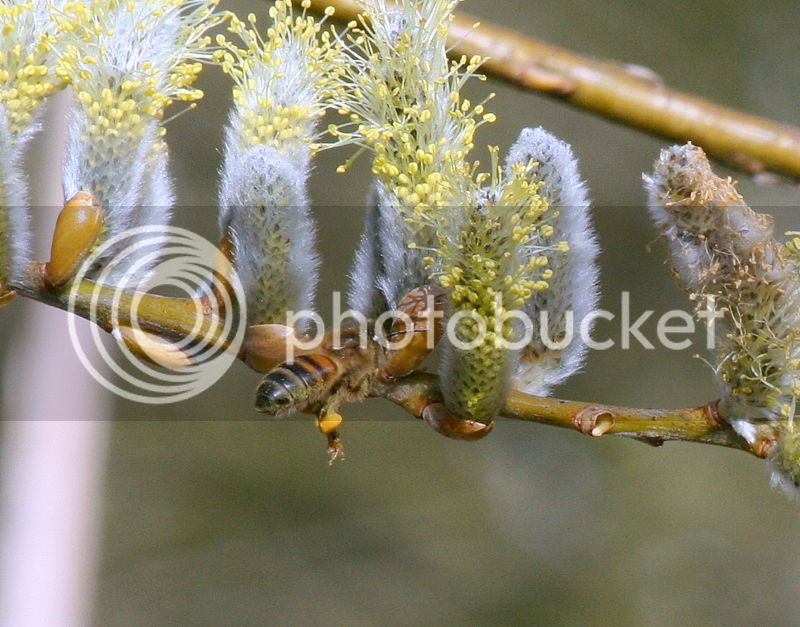 bees%20on%20willow%20080-001_zpsdsvwbpuy.jpg