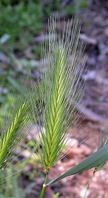 220px-Hordeum_murinum_in_Voorhis_Ecological_Reserve%2CCal_Poly_Pomona.jpg