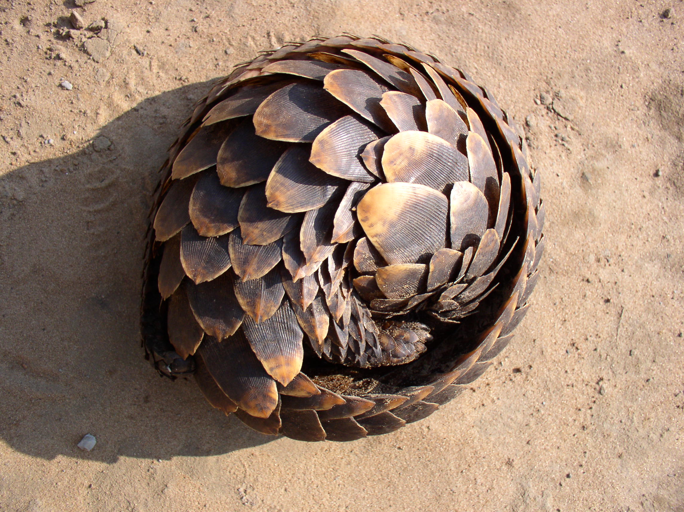 pangolin_mw.jpg