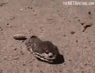 Only-Snake-Head-Biting-Funny-Gif-Image.gif