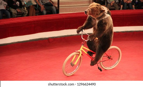 trained-bear-driving-on-bicycle-260nw-1296624490.jpg