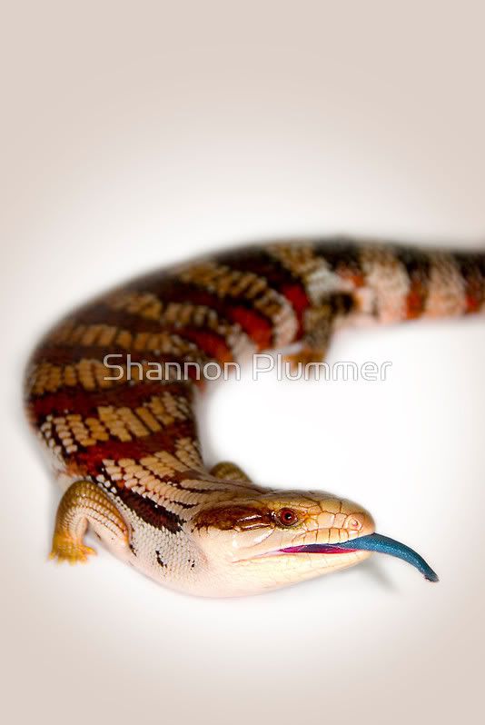 488923-4-blue-tongue-lizard-tiliqua.jpg