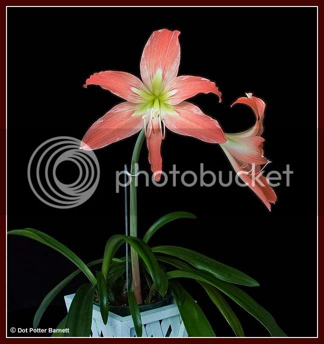 Lily_unknown-plant.jpg