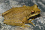 0512-SE-frog-Litoria_revelata-Springwood.jpg