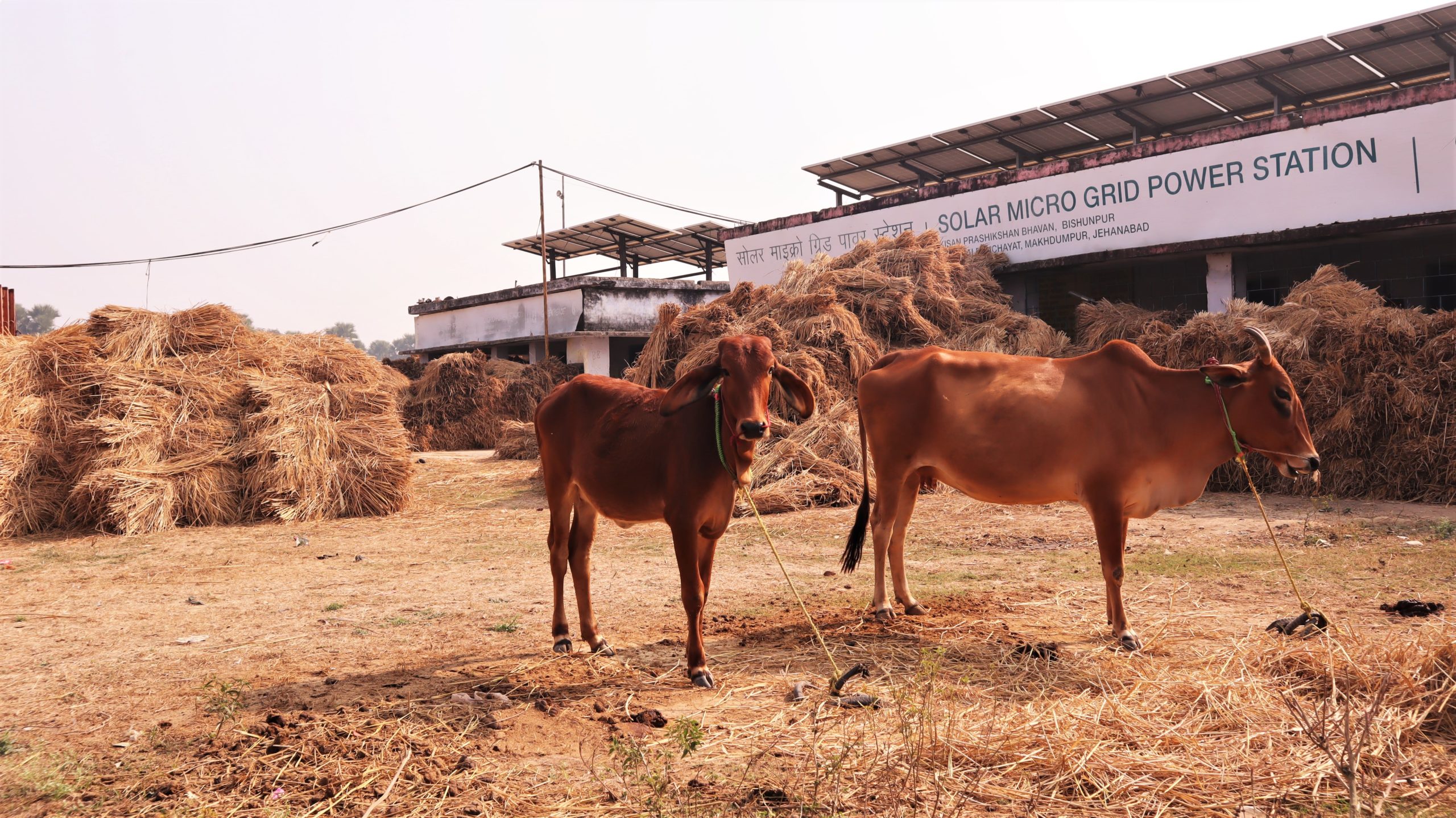 india.mongabay.com