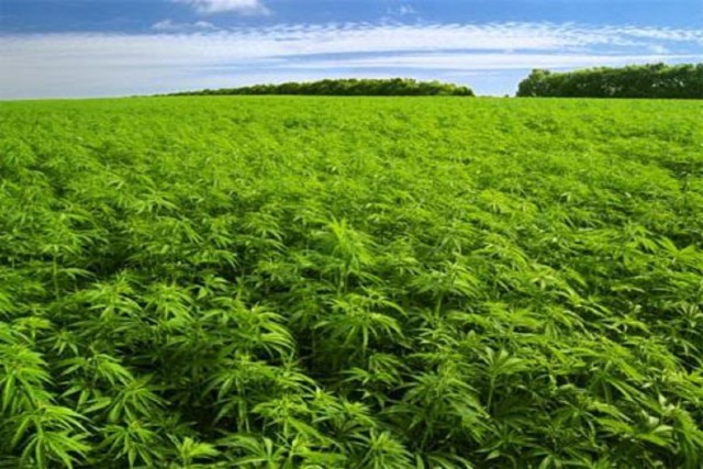 marijuana-field-640x427-1.jpg