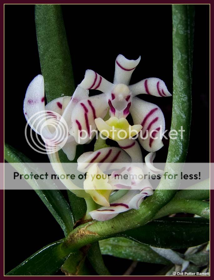 Trichoglottis_pusilla-flowers.jpg