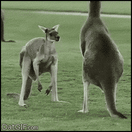 kangaroo-b_alls.gif~original