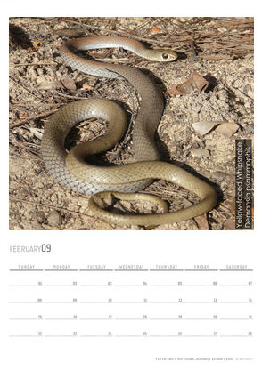 2067078-22-australia-snakes-2009-2.jpg